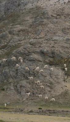 Alpacas perched on a cliff being brought down to us for inspection