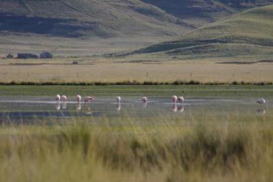 Flamingos in Puno Region at 4000m