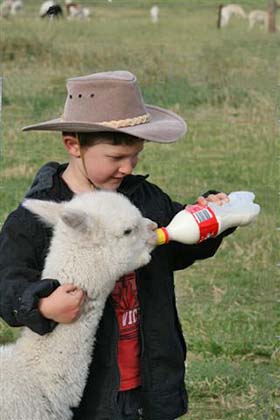 Grandson Byron loves the baby alpacas