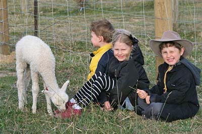 Grandchildren Byron Codie and Bailey relaxing with the alpacas