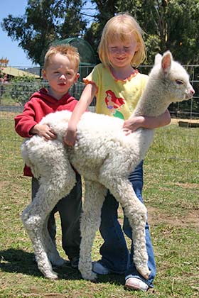 Grandchildren Mikayla and Mitch with 4 week old alpaca