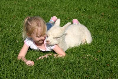 Granddaughter Mikayla with one of Society Lass' embryo transplant cria, born only four hours previously.