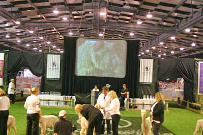 Dianne (centre) judging at New Zealands National Show