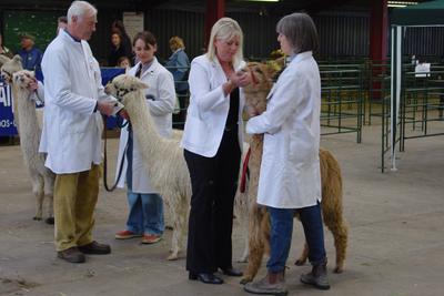 Dianne (third from the left) judging at the National Show, UK