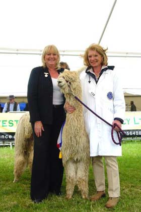 Judging Suris at the Royal Show in England