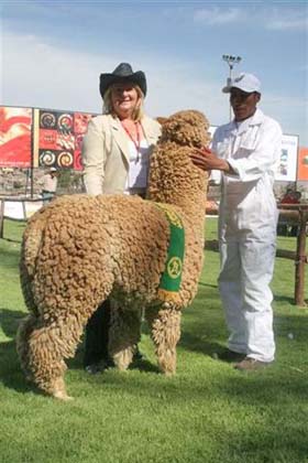 Dianne Alpaca Fiesta Judge Peru