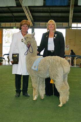 Supreme Champion Royal Show Melbourne