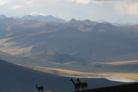 Vicunas on the Peruvian Altiplano Vicunas on the Peruvian Altiplano