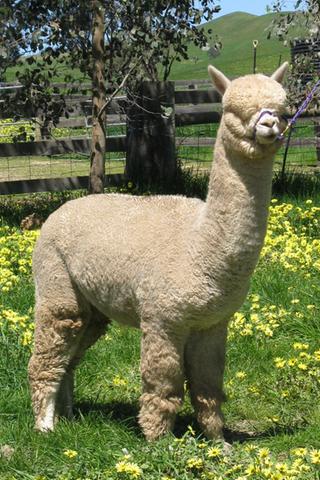 Shanbrooke Accoyo Heritage Shanbrooke Accoyo Heritage