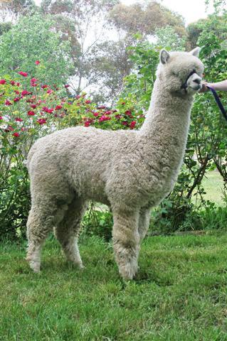 Shanbrooke Shere Innovation ET Shanbrooke Shere Innovation ET
